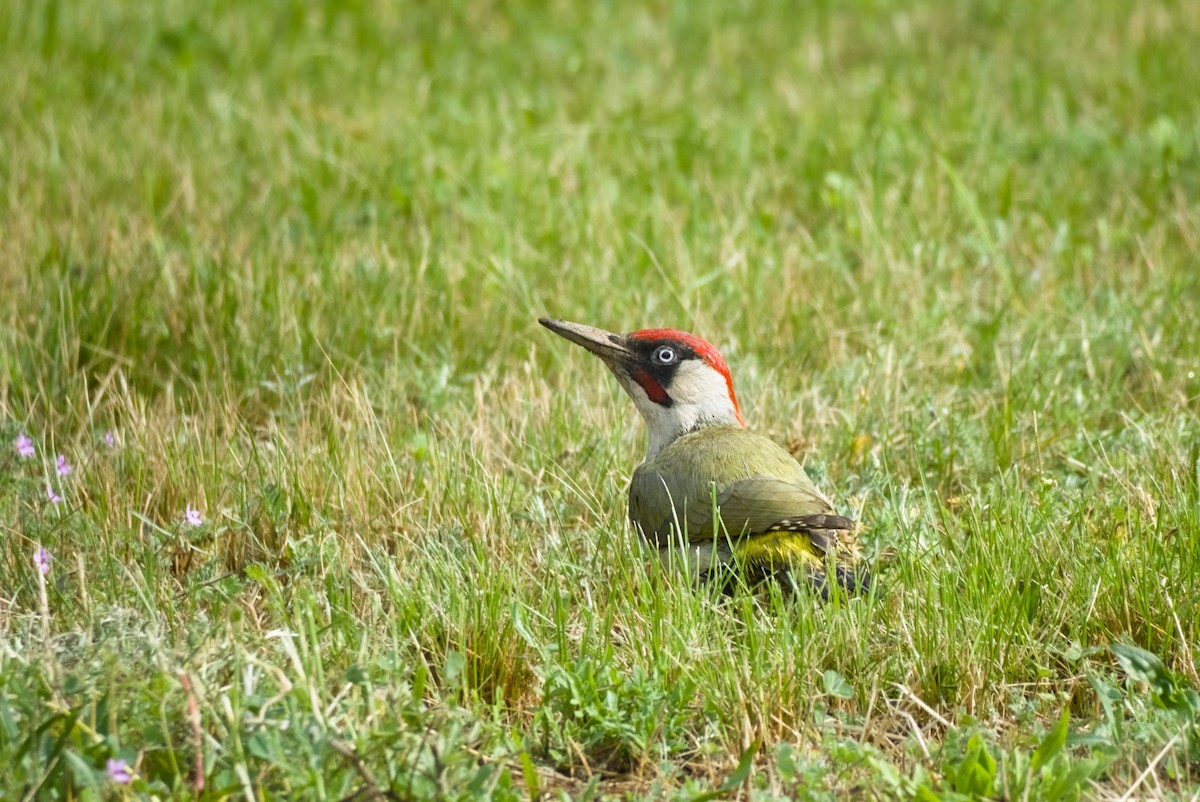 Eurasian Green Woodpecker - ML638173204