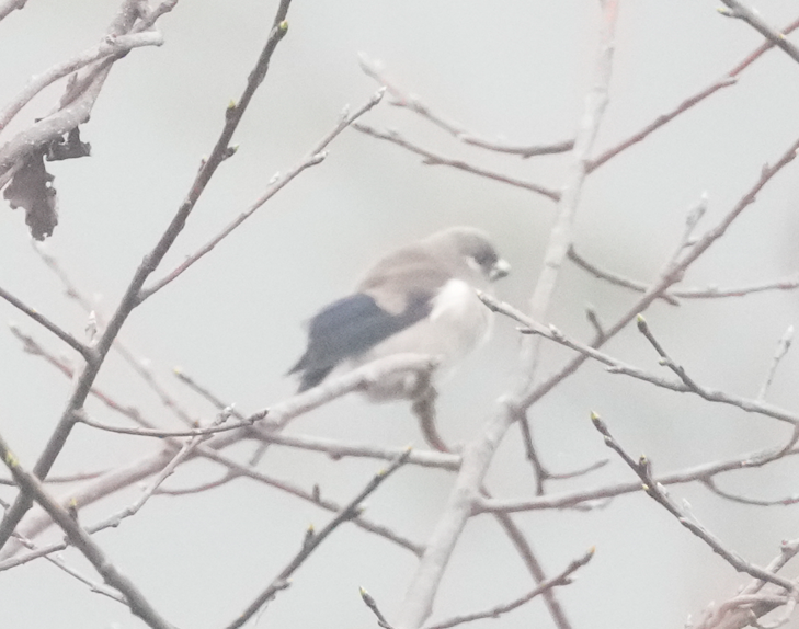 Brown Bullfinch - ML638173243