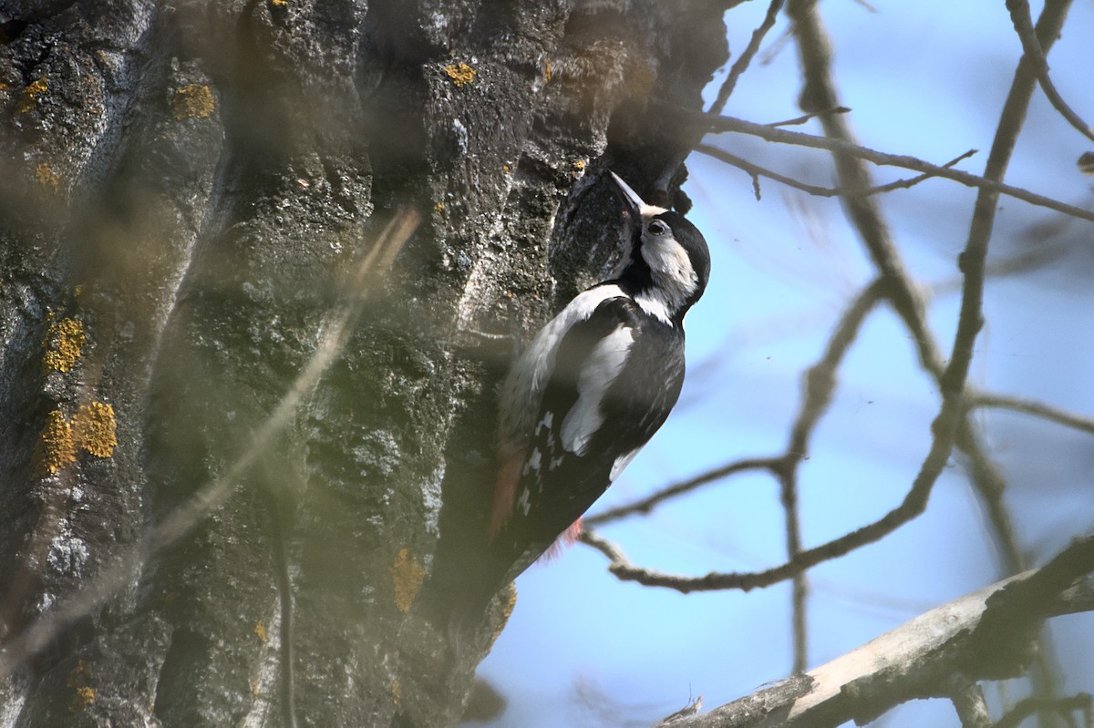 Syrian Woodpecker - ML638173248