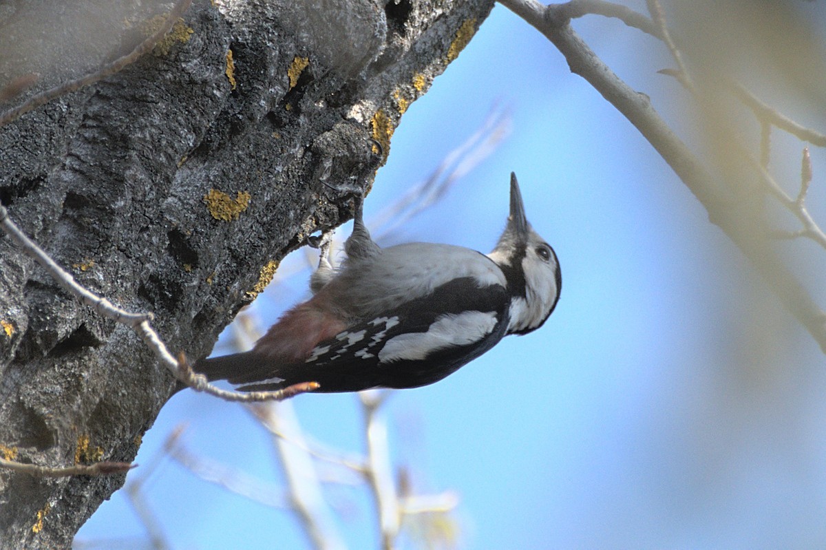 Syrian Woodpecker - ML638173255