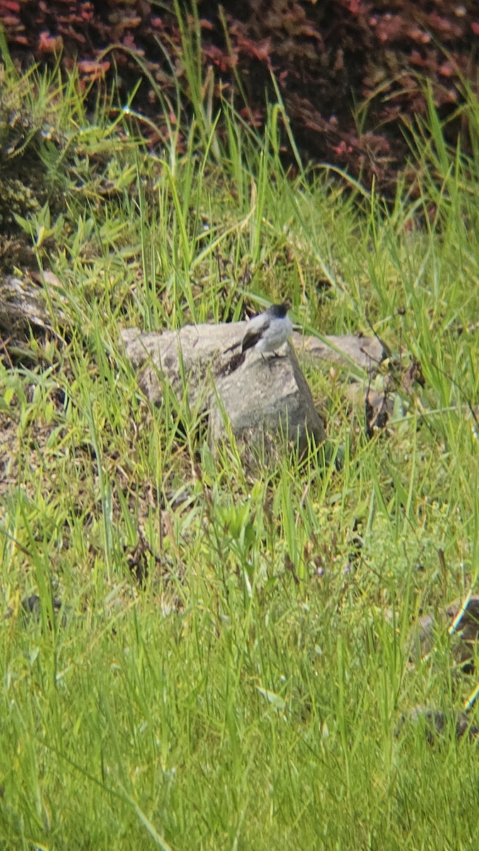 Torrent Tyrannulet - ML638173258