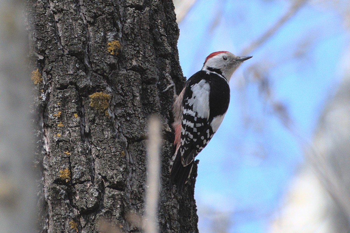Middle Spotted Woodpecker - ML638173274
