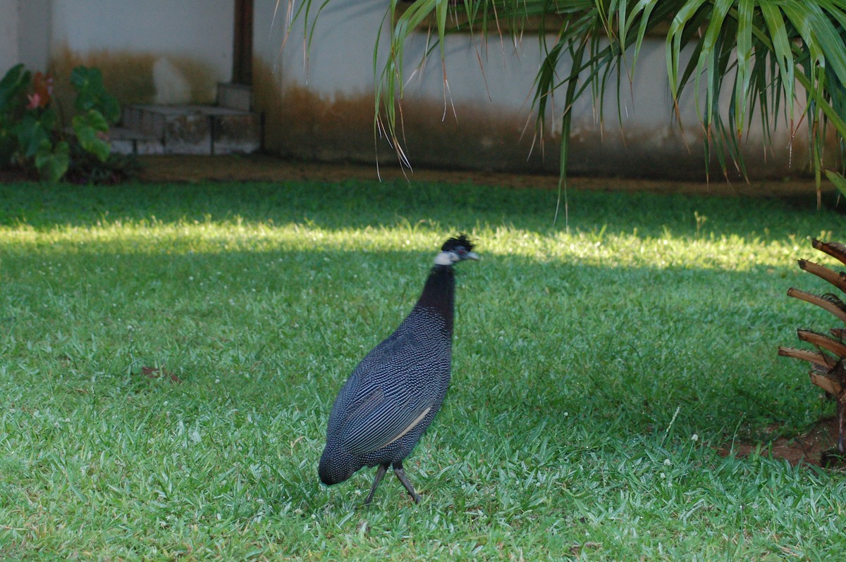 Southern Crested Guineafowl - ML638173280