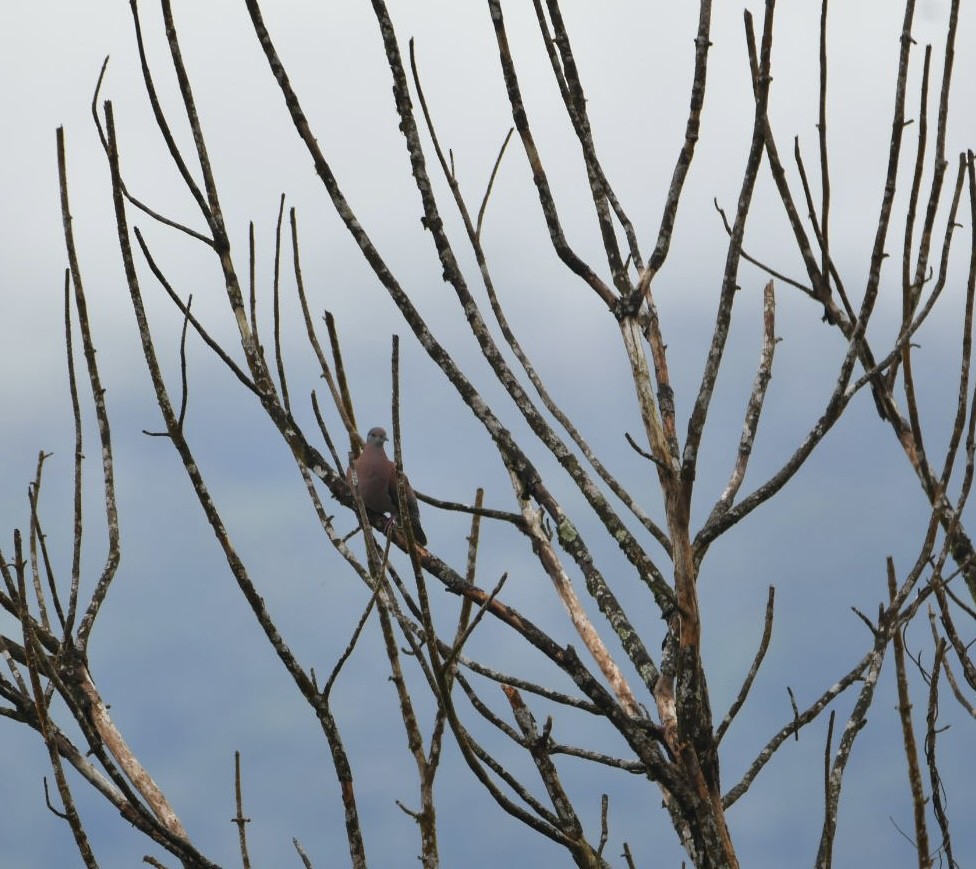 Short-billed Pigeon - ML638173324