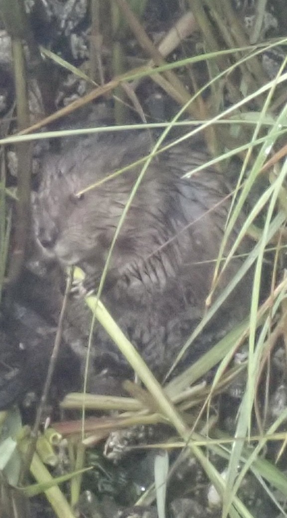 Eastern Muskrat - ML638173325