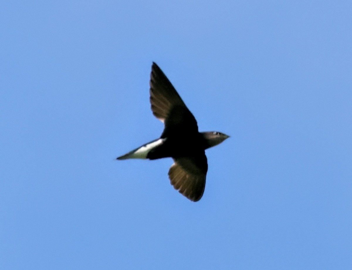 Silver-backed Needletail - ML638173328