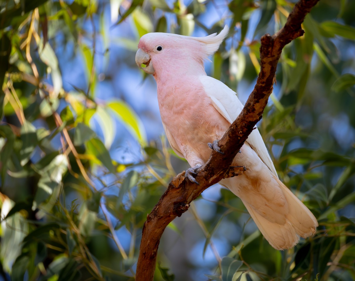 Pink Cockatoo - ML638173331