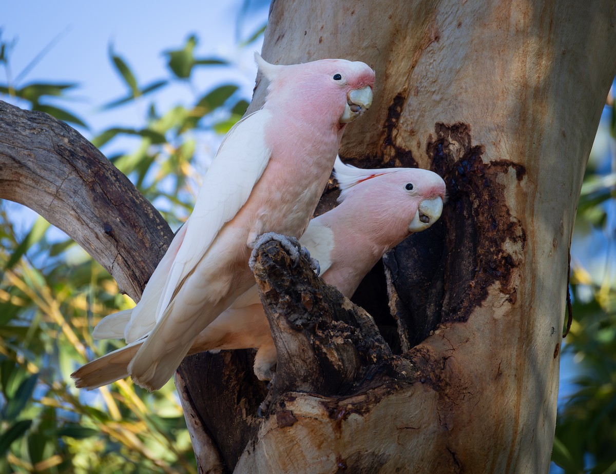 Pink Cockatoo - ML638173332