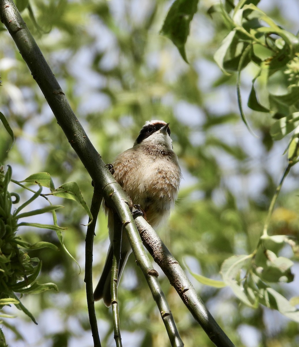 Eurasian Penduline-Tit - ML638173333