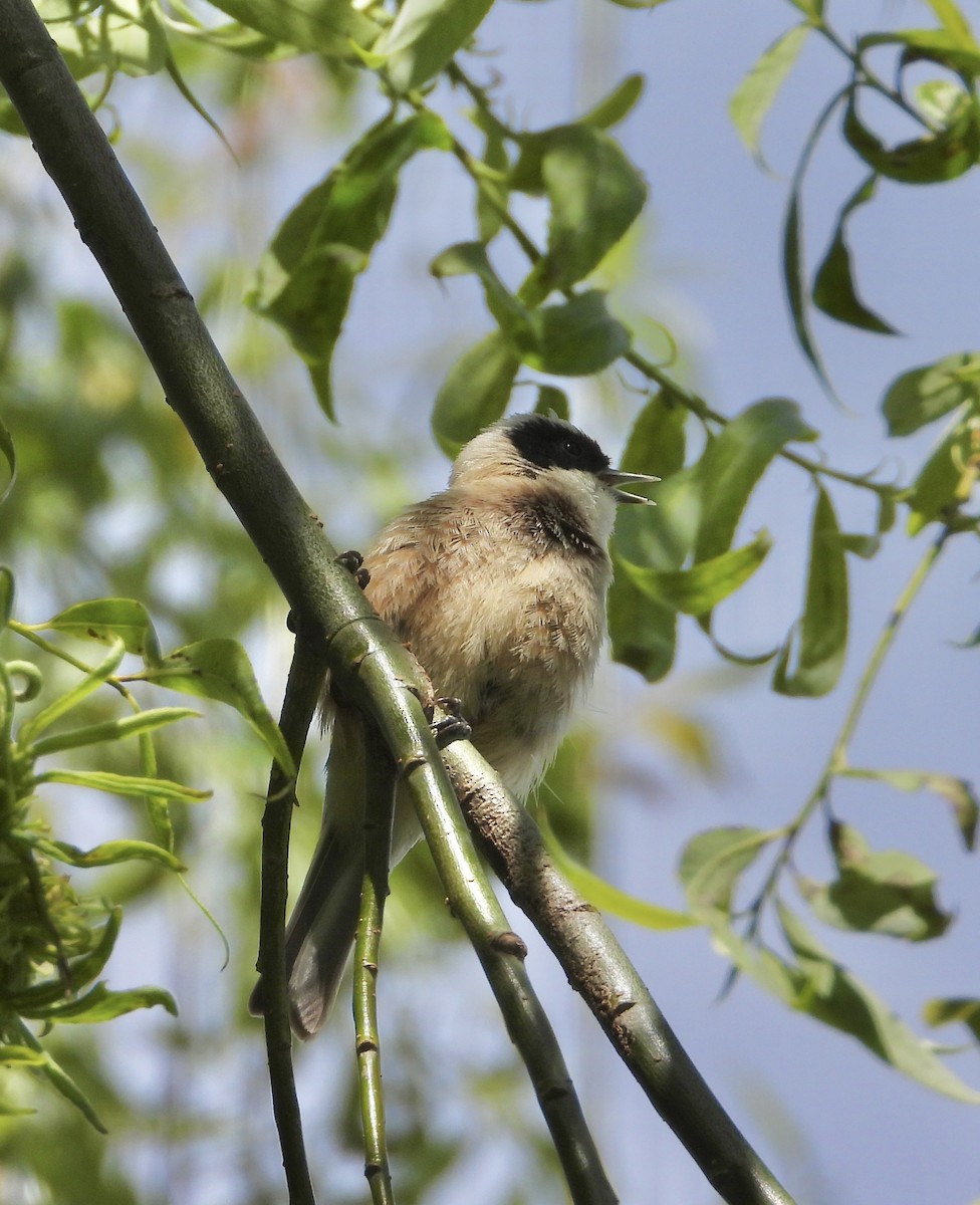 Eurasian Penduline-Tit - ML638173334