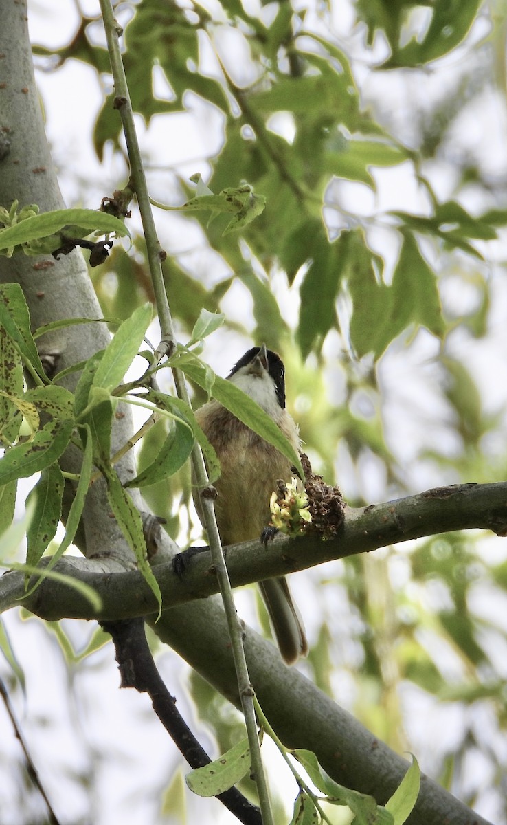 Eurasian Penduline-Tit - ML638173335