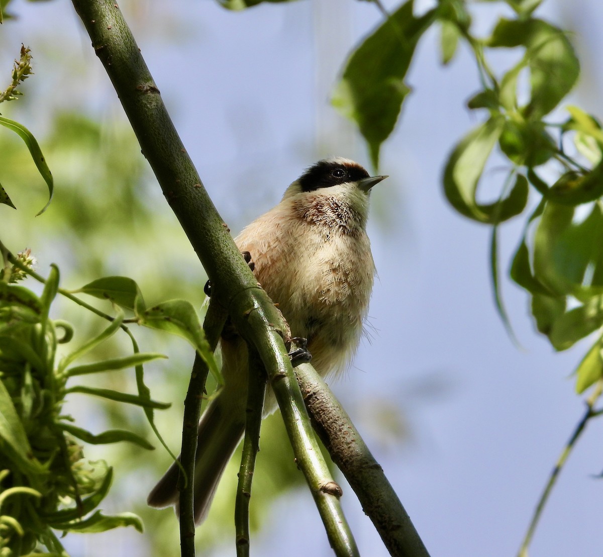 Eurasian Penduline-Tit - ML638173336
