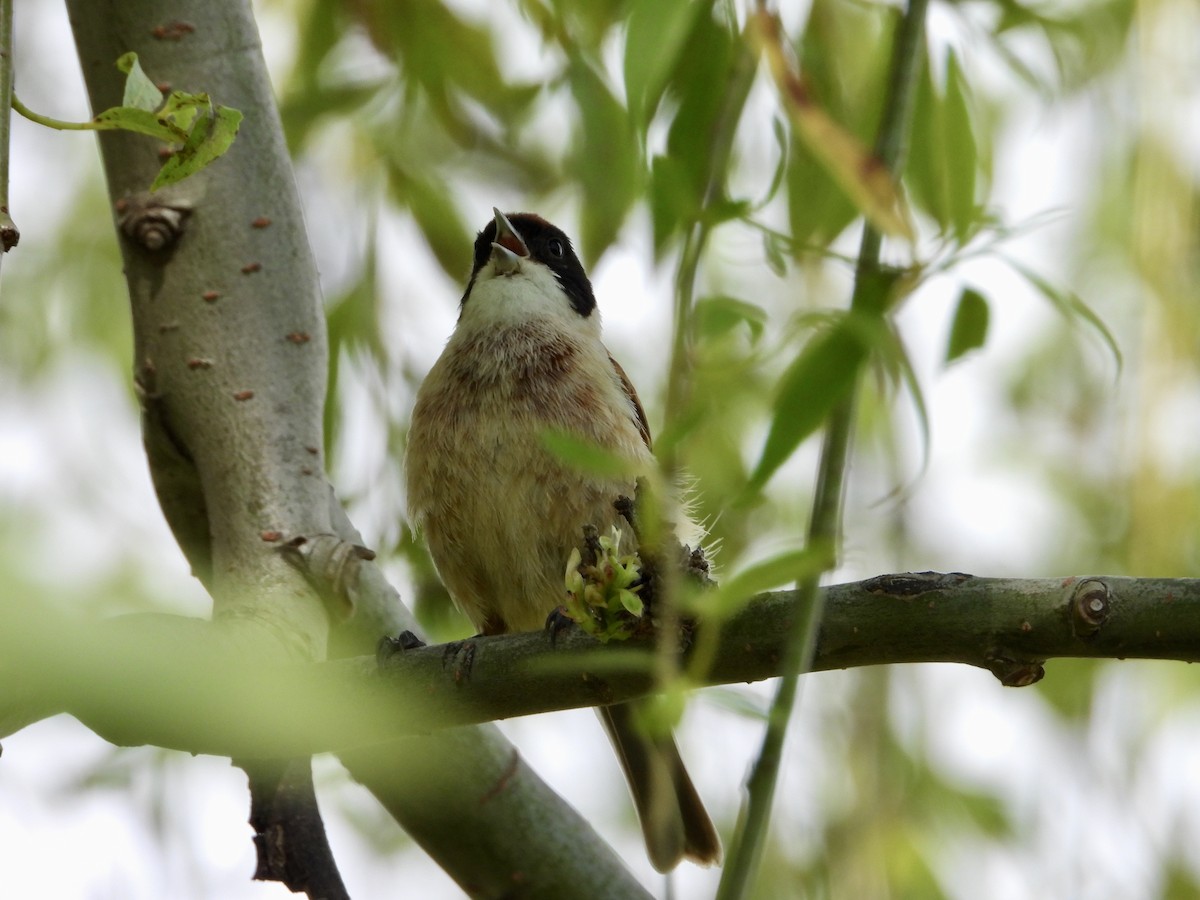 Eurasian Penduline-Tit - ML638173337