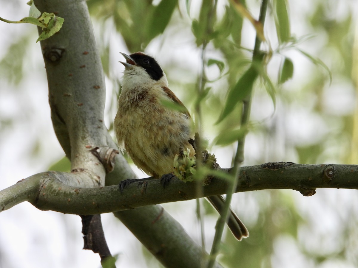 Eurasian Penduline-Tit - ML638173338