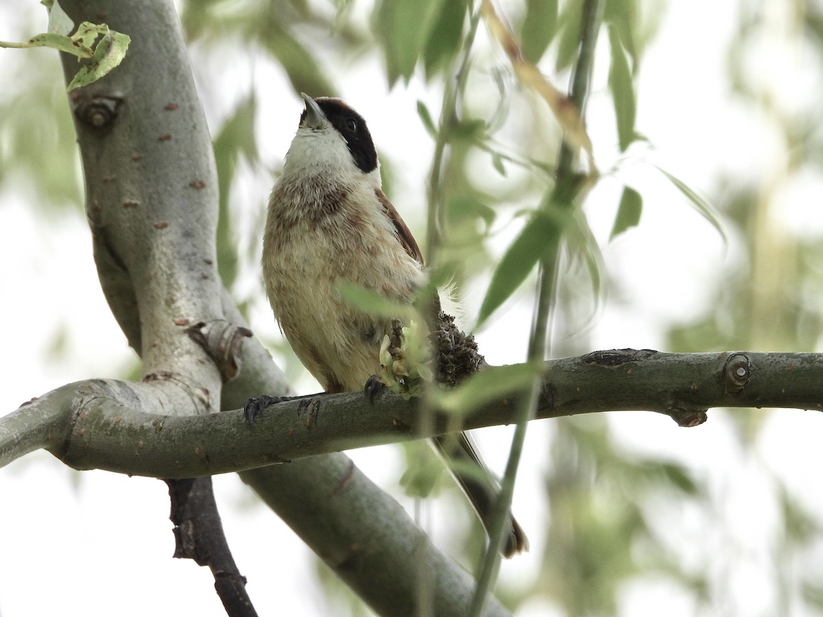 Eurasian Penduline-Tit - ML638173339