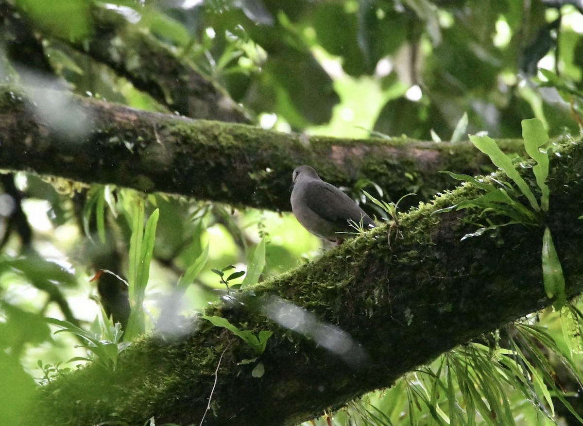 Gray-chested Dove - ML638173341