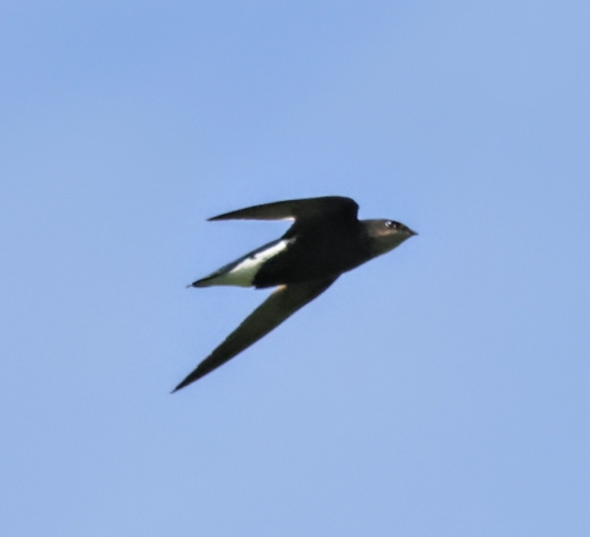 Silver-backed Needletail - ML638173347