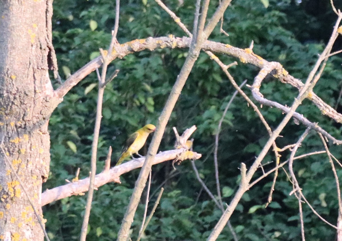 Eurasian Golden Oriole - ML638173401