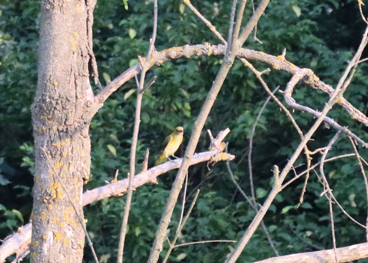 Eurasian Golden Oriole - ML638173402