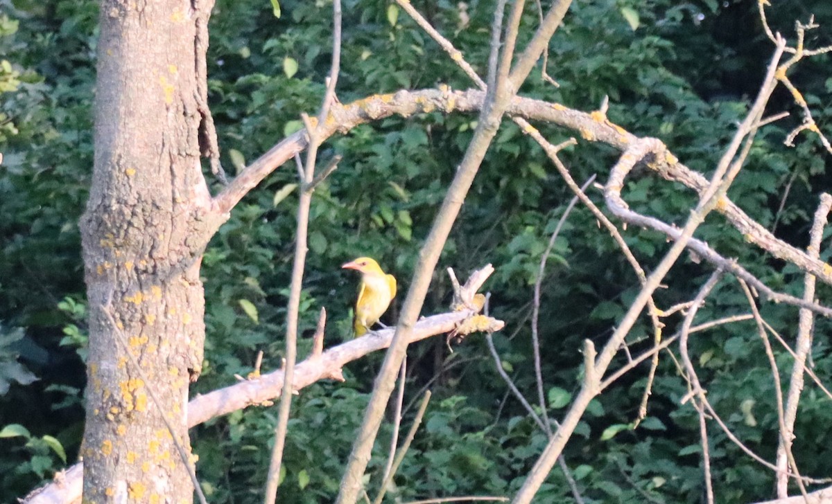 Eurasian Golden Oriole - ML638173403