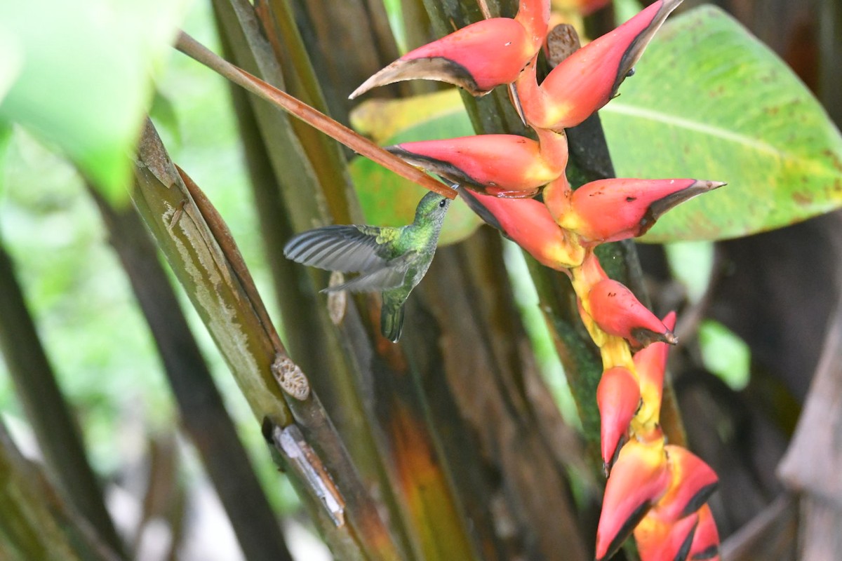 Scaly-breasted Hummingbird - ML638173405