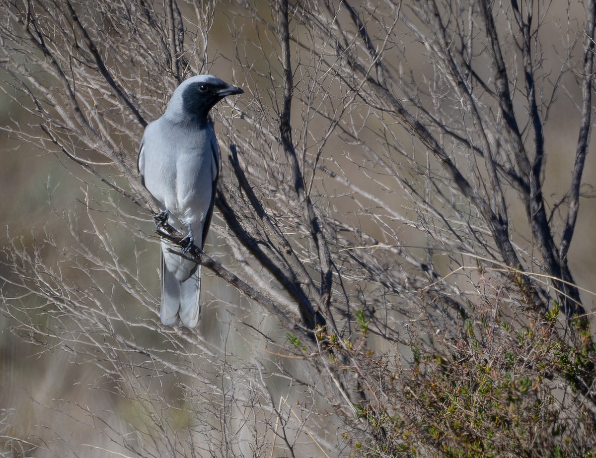 Black-faced Cuckooshrike - ML638173409