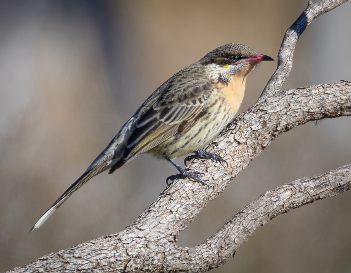 Spiny-cheeked Honeyeater - ML638173413