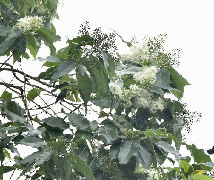 Blue-vented Hummingbird - ML638173414