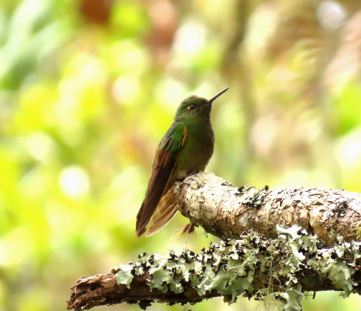Buff-tailed Coronet - ML638173415