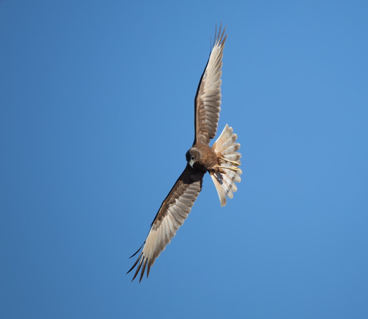 Swamp Harrier - ML638173428