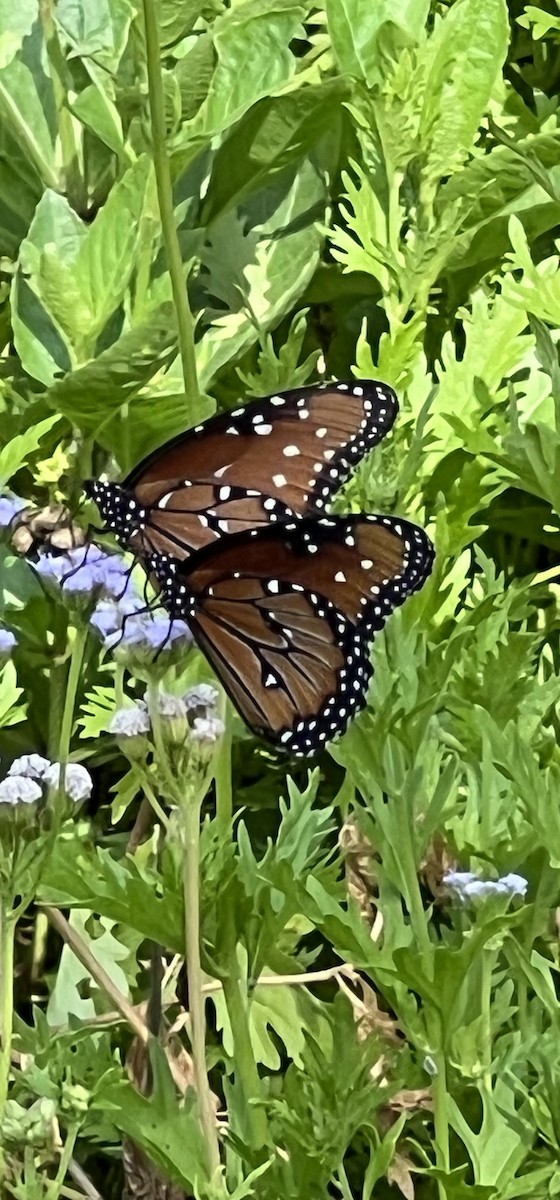 Papillon Reine - ML638173456