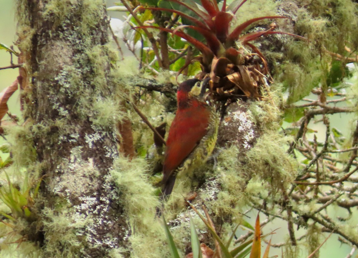 Crimson-mantled Woodpecker - ML638173459