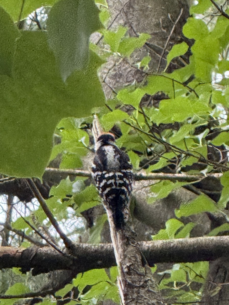 Downy Woodpecker - ML638173493