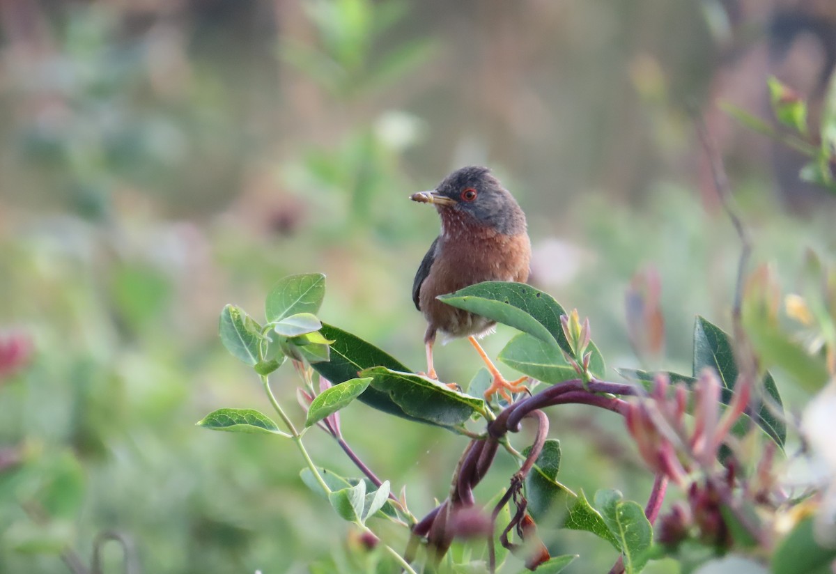 Dartford Warbler - ML638173502