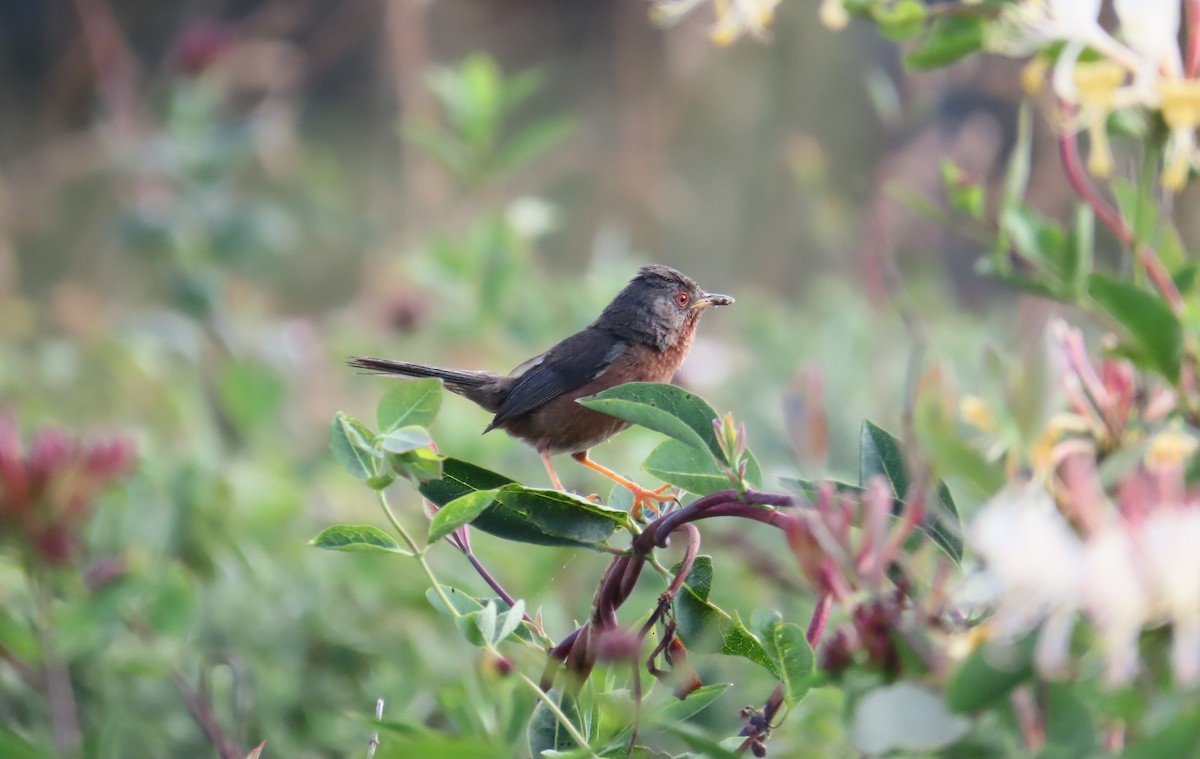 Dartford Warbler - ML638173503