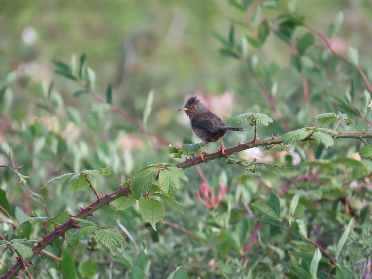 Dartford Warbler - ML638173504