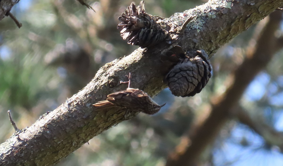 Short-toed Treecreeper - ML638173506