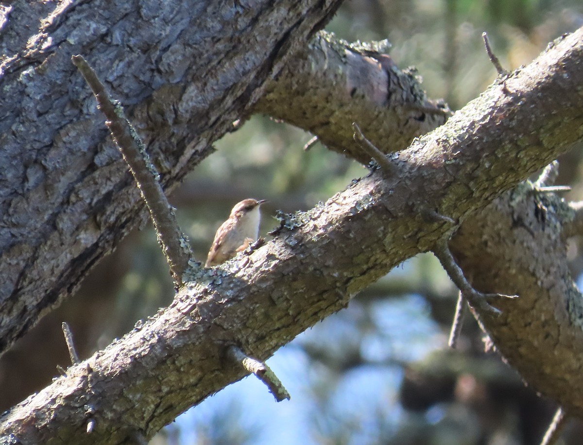 Short-toed Treecreeper - ML638173507