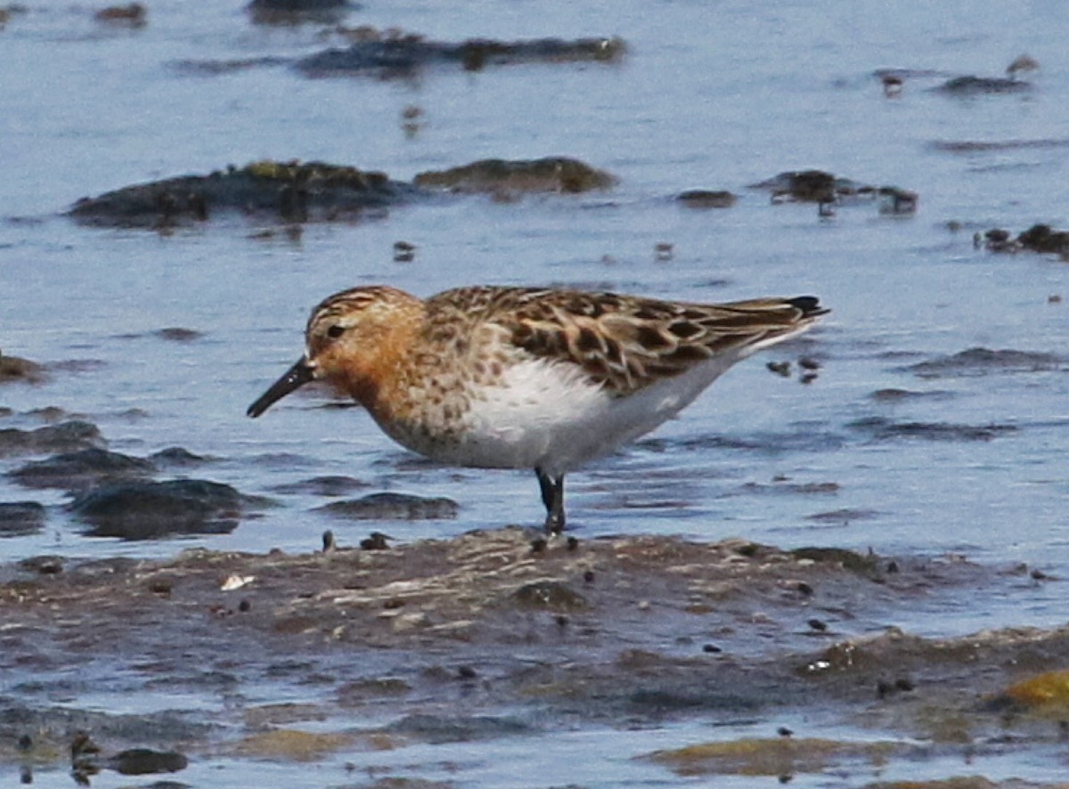 Red-necked Stint - Jordan Gunn