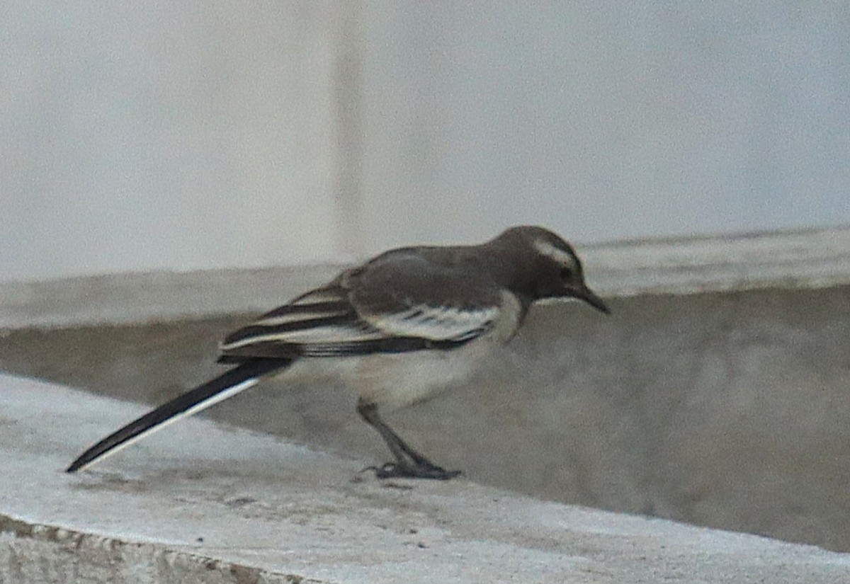 White-browed Wagtail - ML638173524