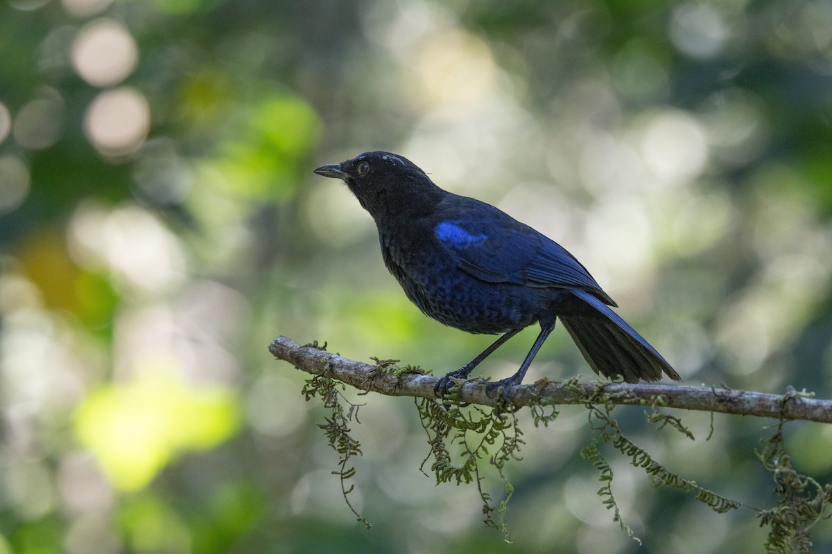 Malabar Whistling-Thrush - ML638173532