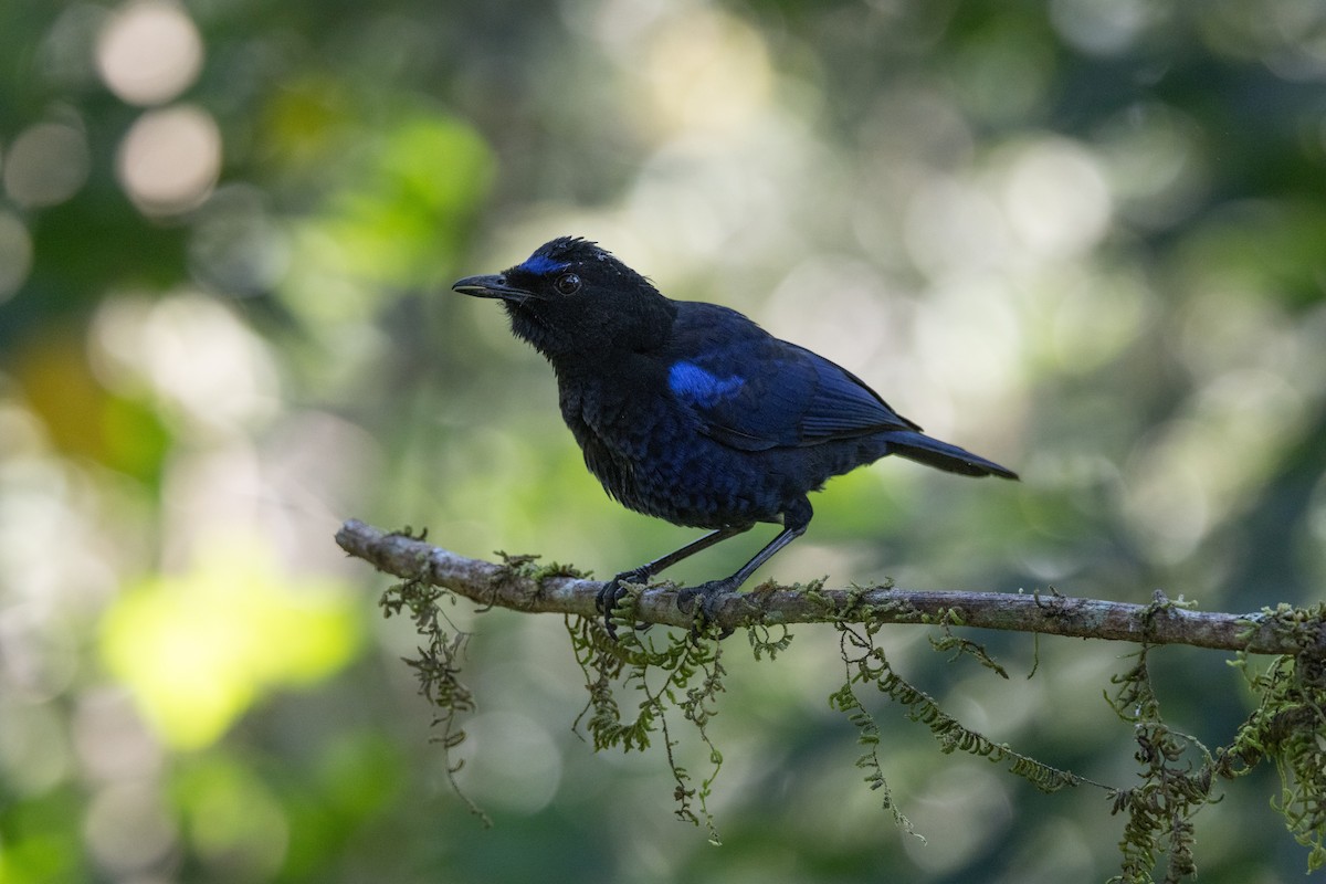 Malabar Whistling-Thrush - ML638173535