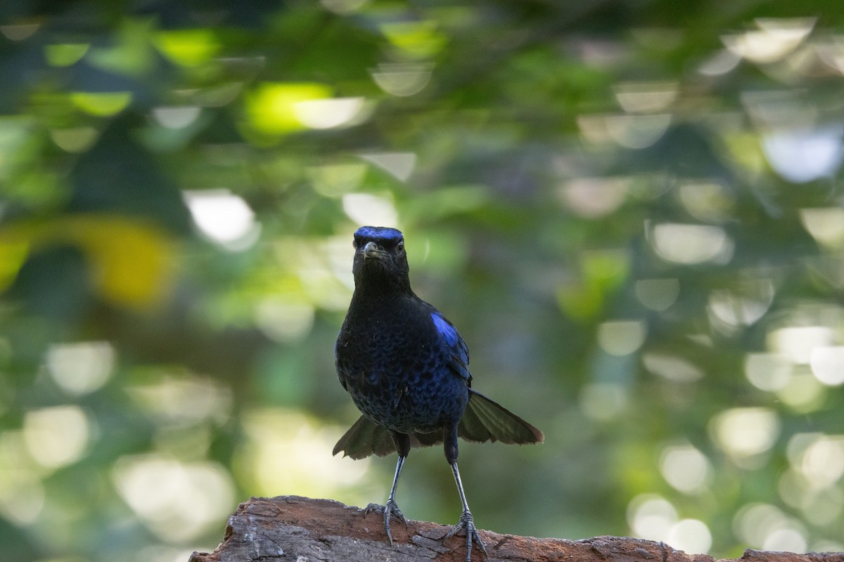 Malabar Whistling-Thrush - ML638173536
