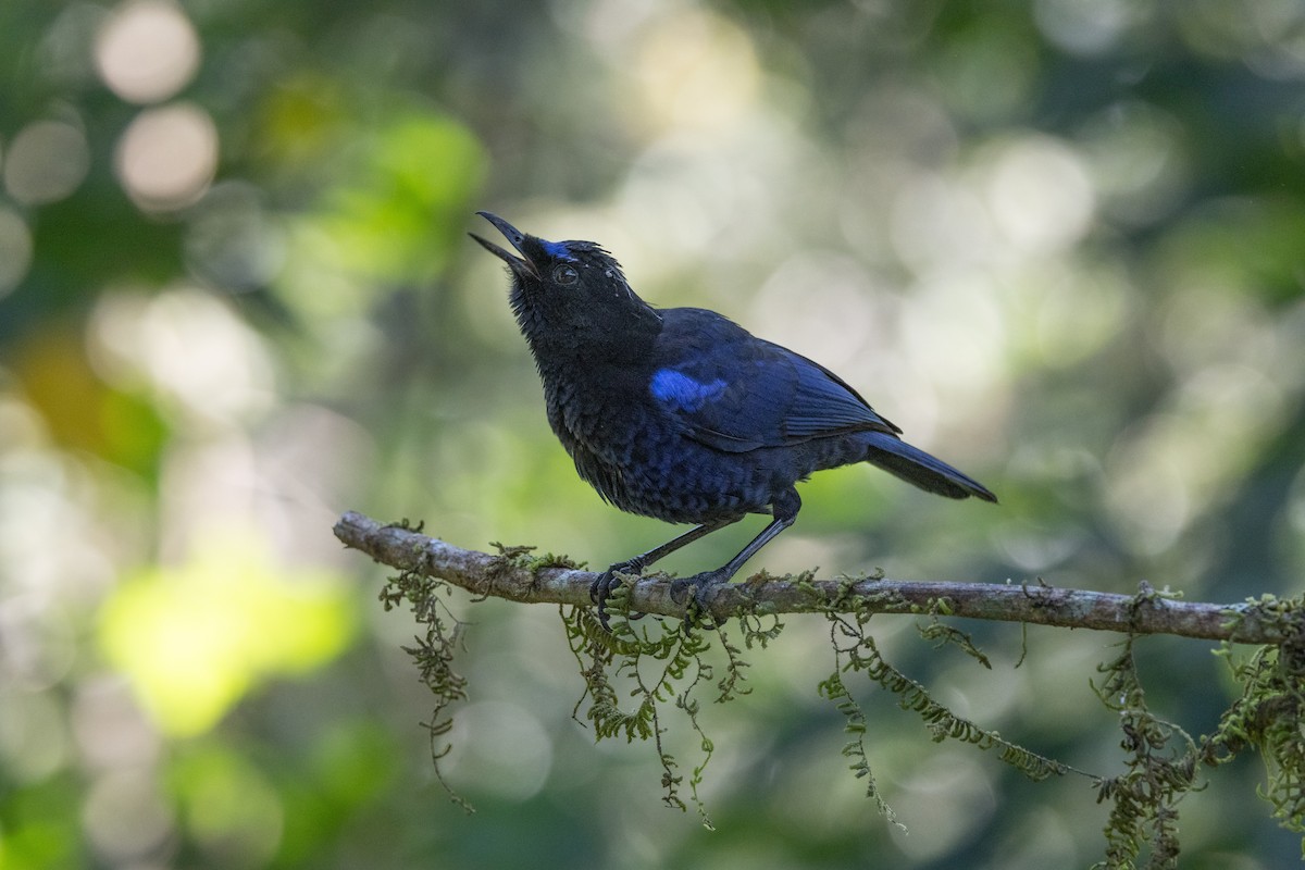 Malabar Whistling-Thrush - ML638173539