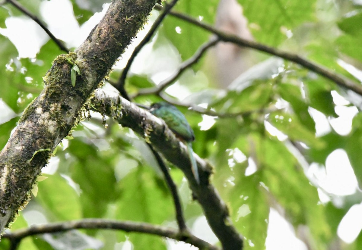 Rufous-tailed Jacamar - ML638173543