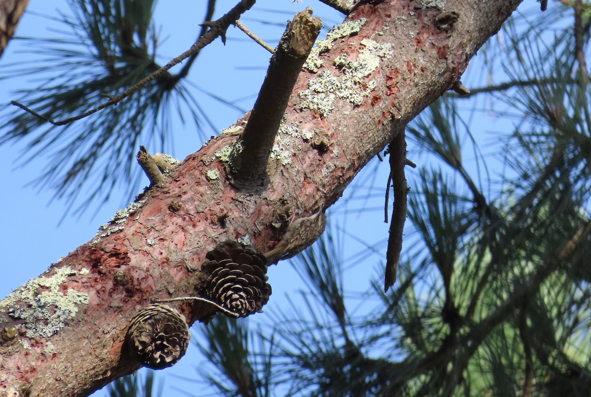 Short-toed Treecreeper - ML638173588