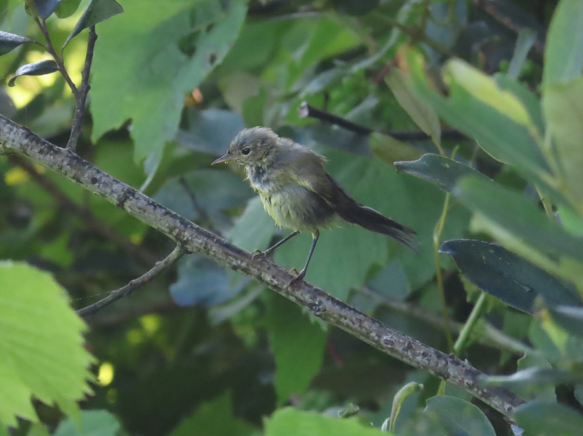 Iberian Chiffchaff - ML638173598