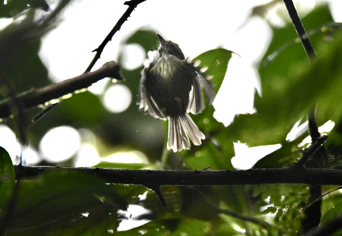 Scale-crested Pygmy-Tyrant - ML638173616