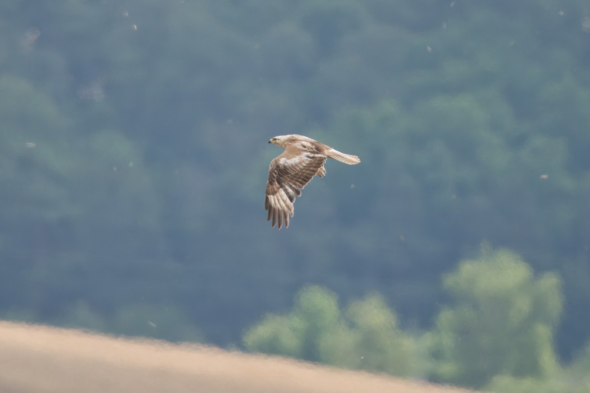 Long-legged Buzzard - ML638173670
