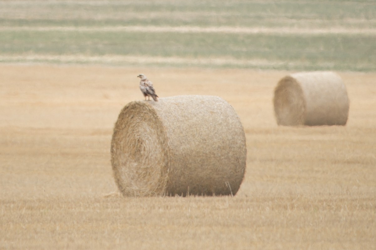 Long-legged Buzzard - ML638173671